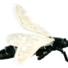 飛ぶ蝉 – ブラック ゴルド – マグネットブローチ