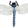 蜻蛉 - ブラック ブルー - マグネットブローチ