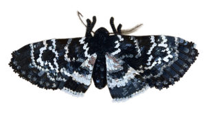 Papillon de nuit – Noir – Broche magnétique